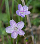 Spring beauty